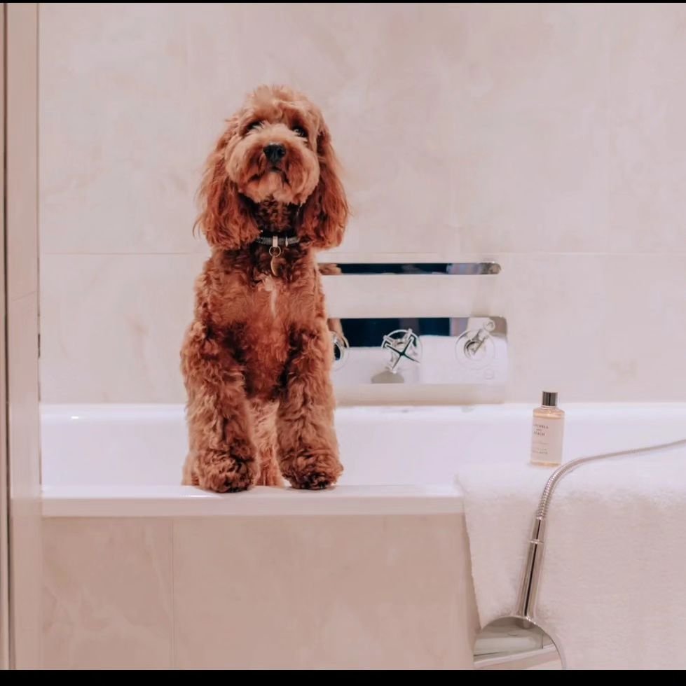 To celebrate world dog day yesterday we have made a roundup of the best luxury hotels in London to stay with your pooch or pet. Your pawsome adventure awaits! Take a look at our journal to see our top picks - click the link in bio.
.
.
.
.
.
#worlddo