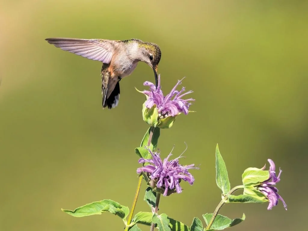 Hummingbird Pollinator