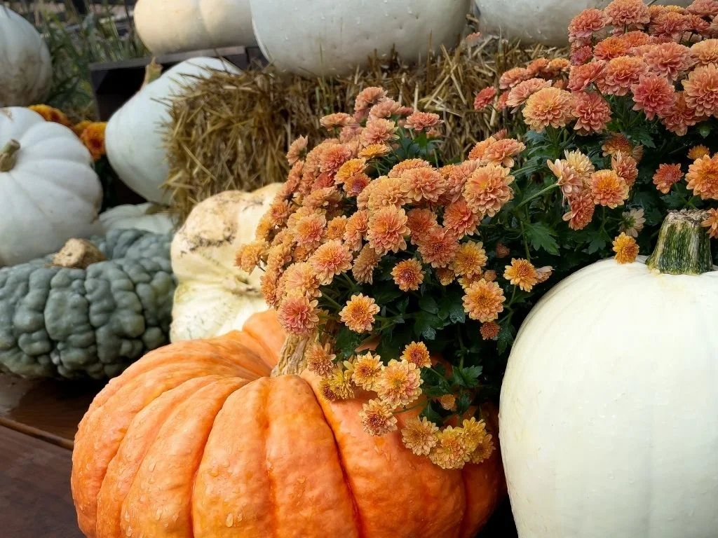 Fall Fun Beyond the Pumpkin Patch