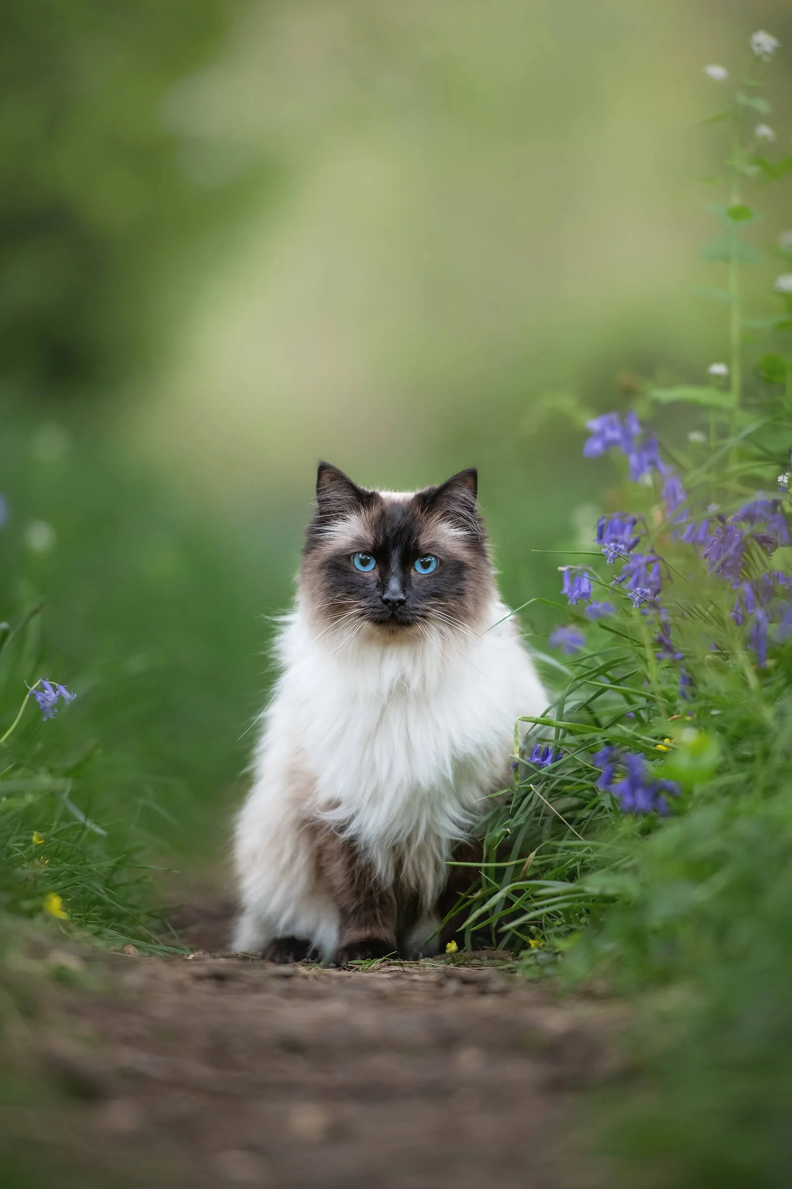 DaisyKarensCat-4192-Edit.jpg