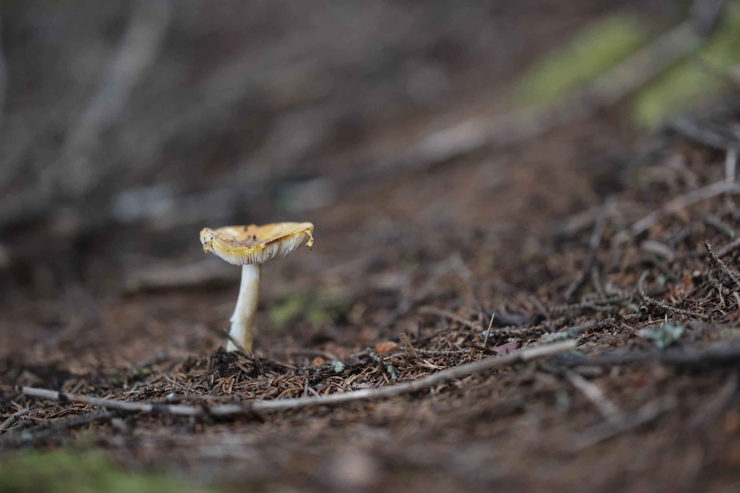DSCF9165.jpg