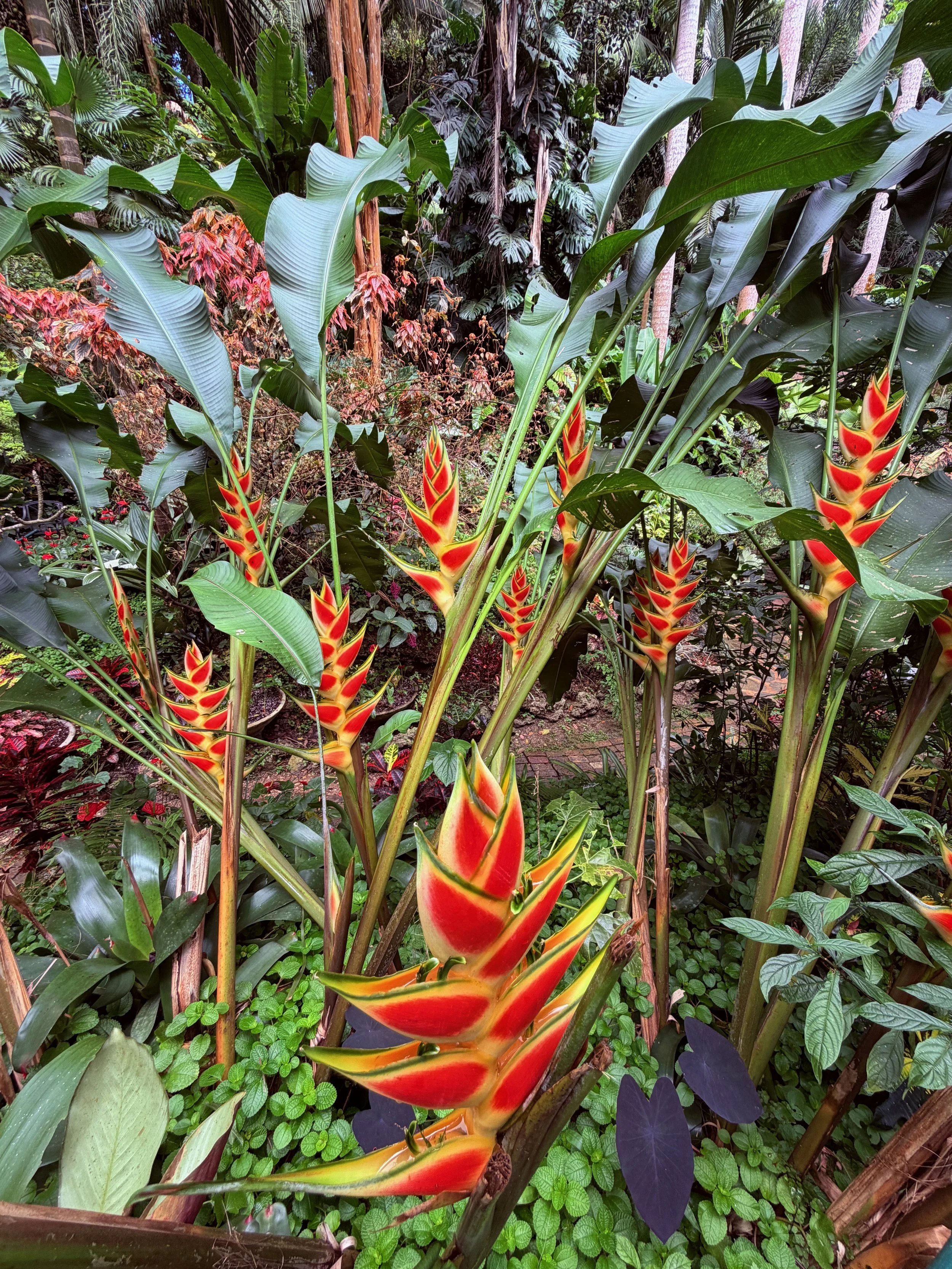 Birds of Paradise-Hunte's Gardens.jpeg