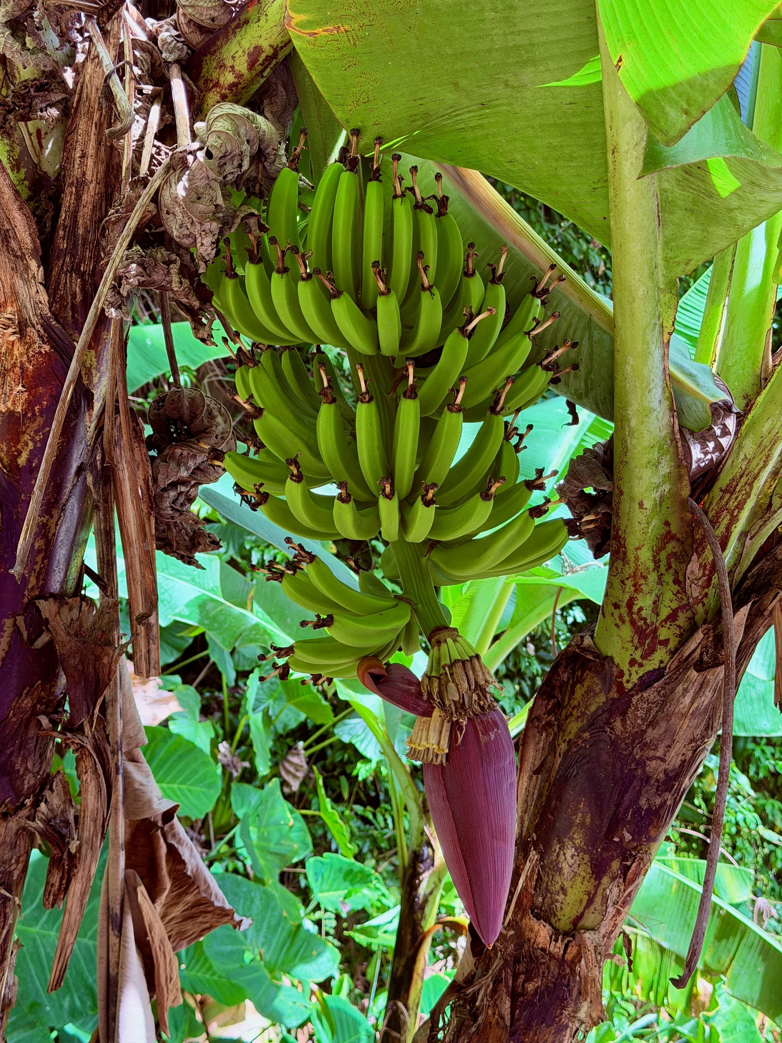 Bananas.jpeg