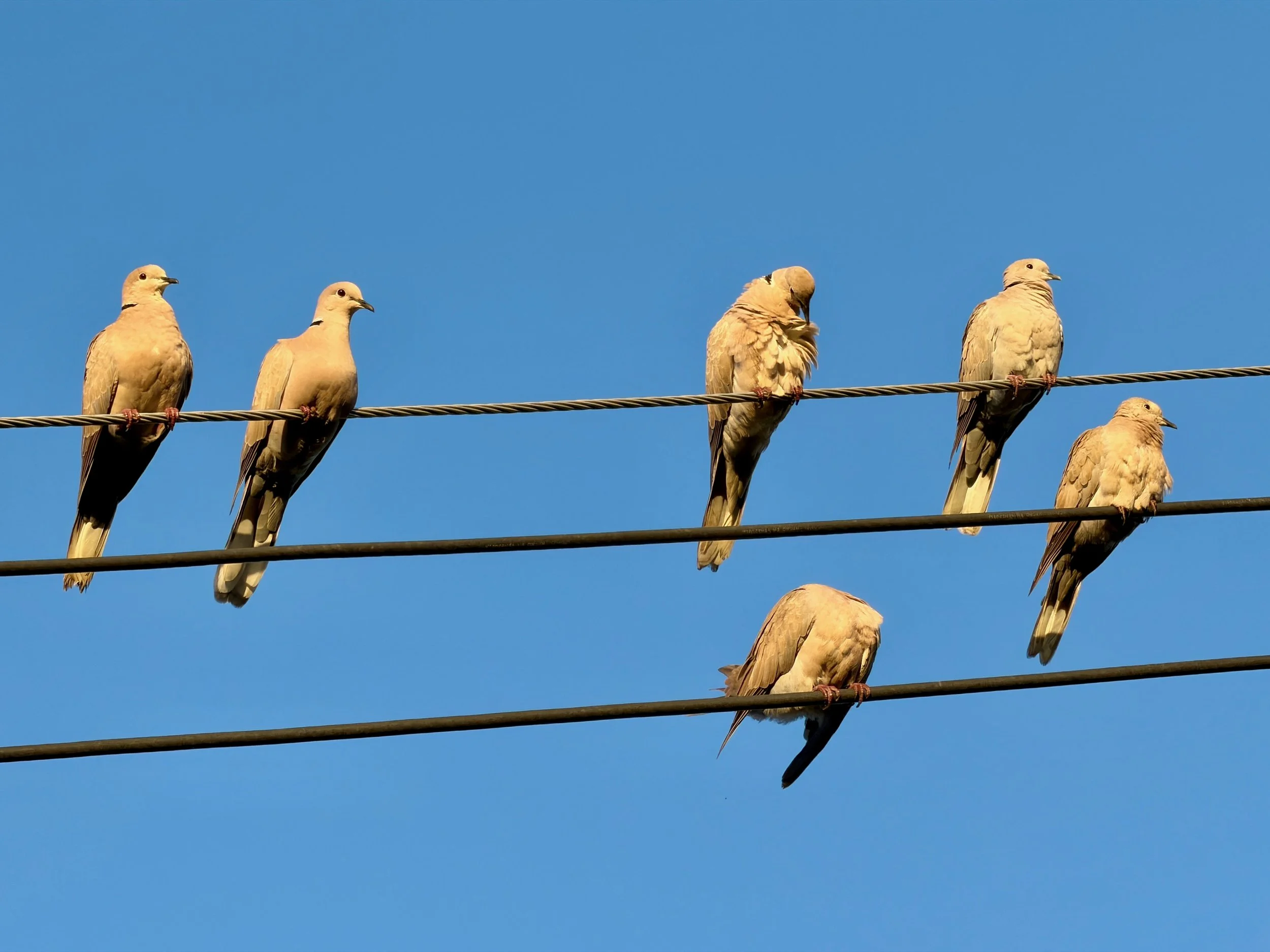 Birds on Wires.jpeg