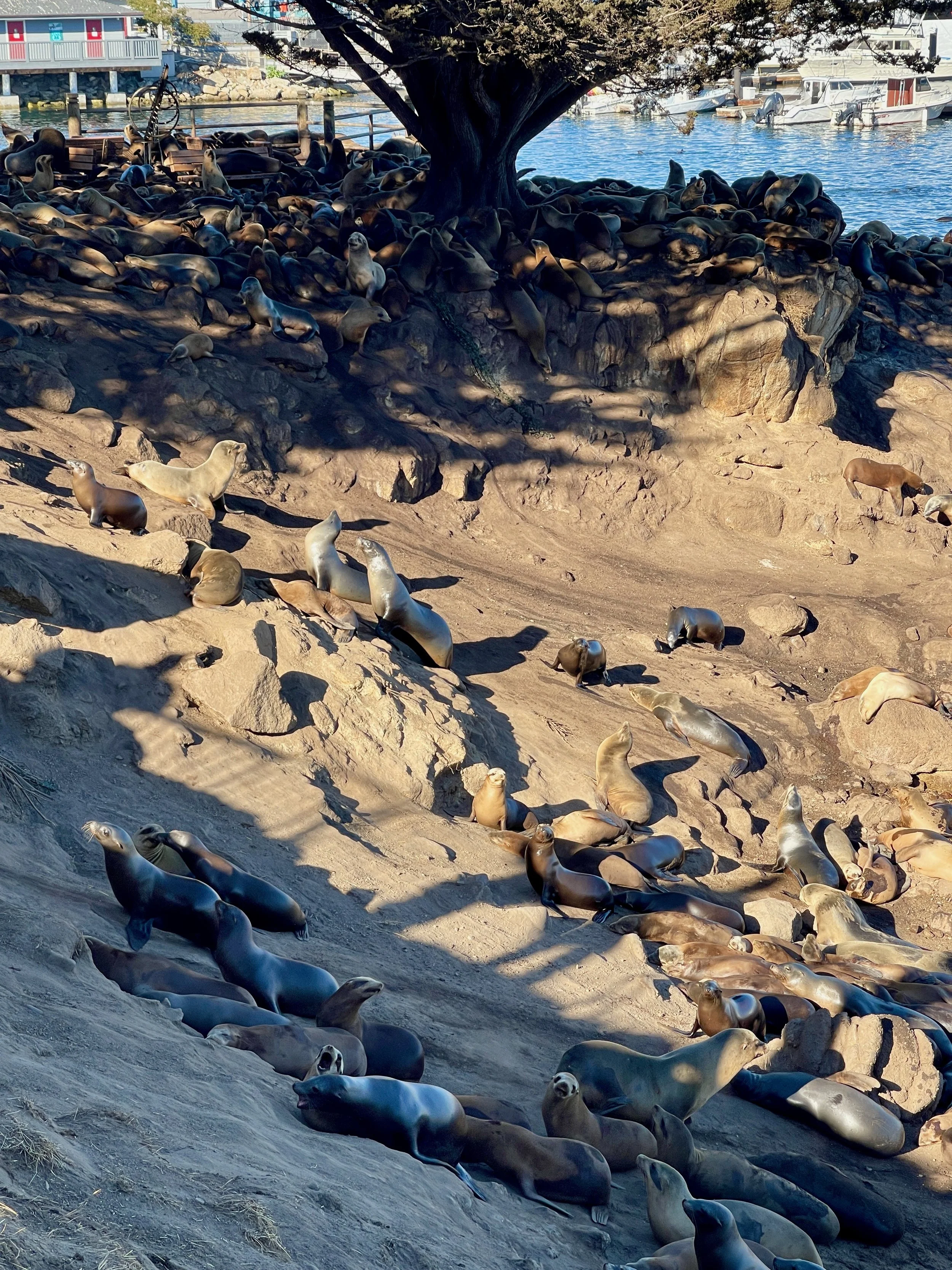 Sea Lions Under Tree.jpeg