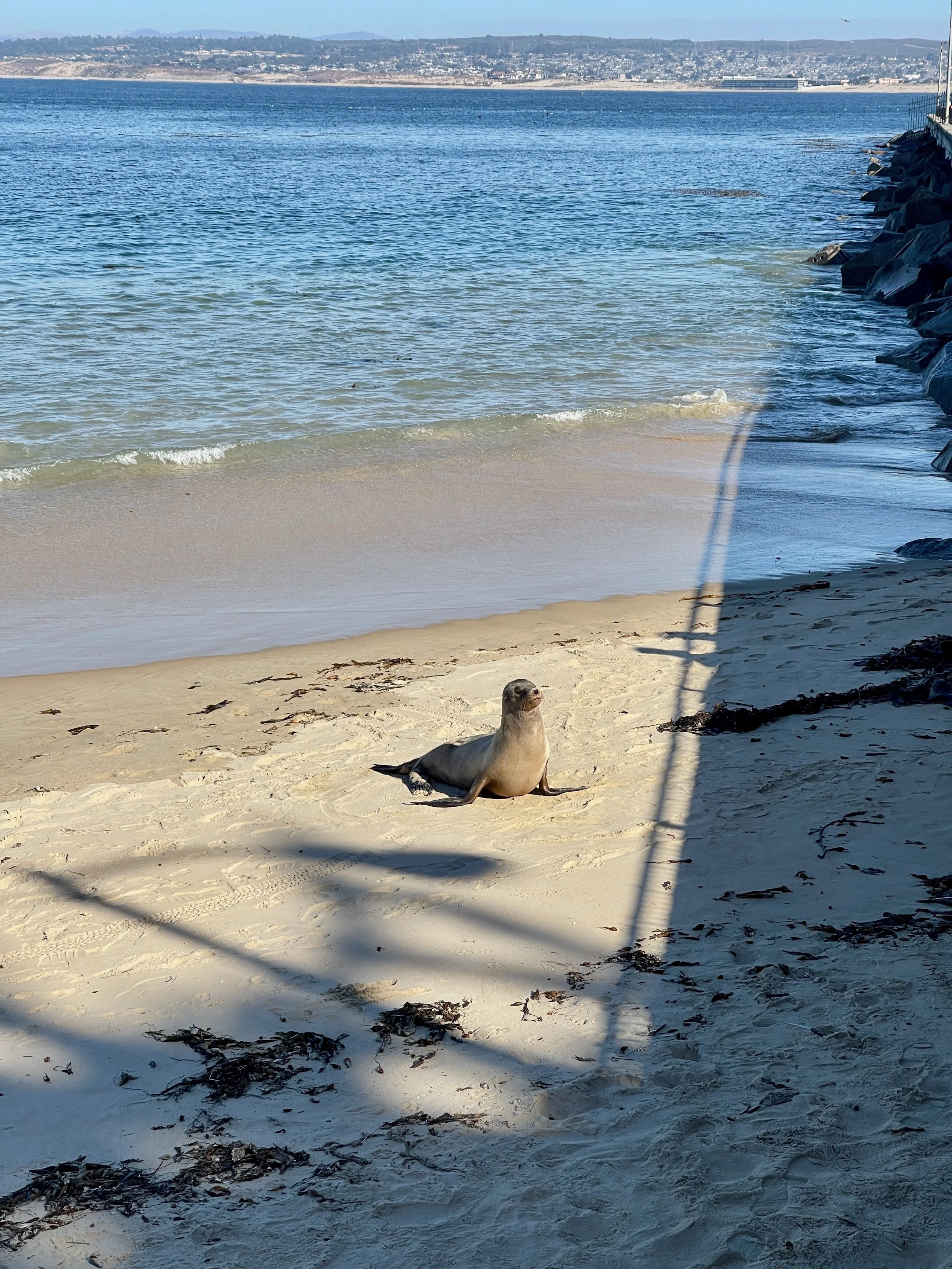 Lonely Sea Lion.jpeg