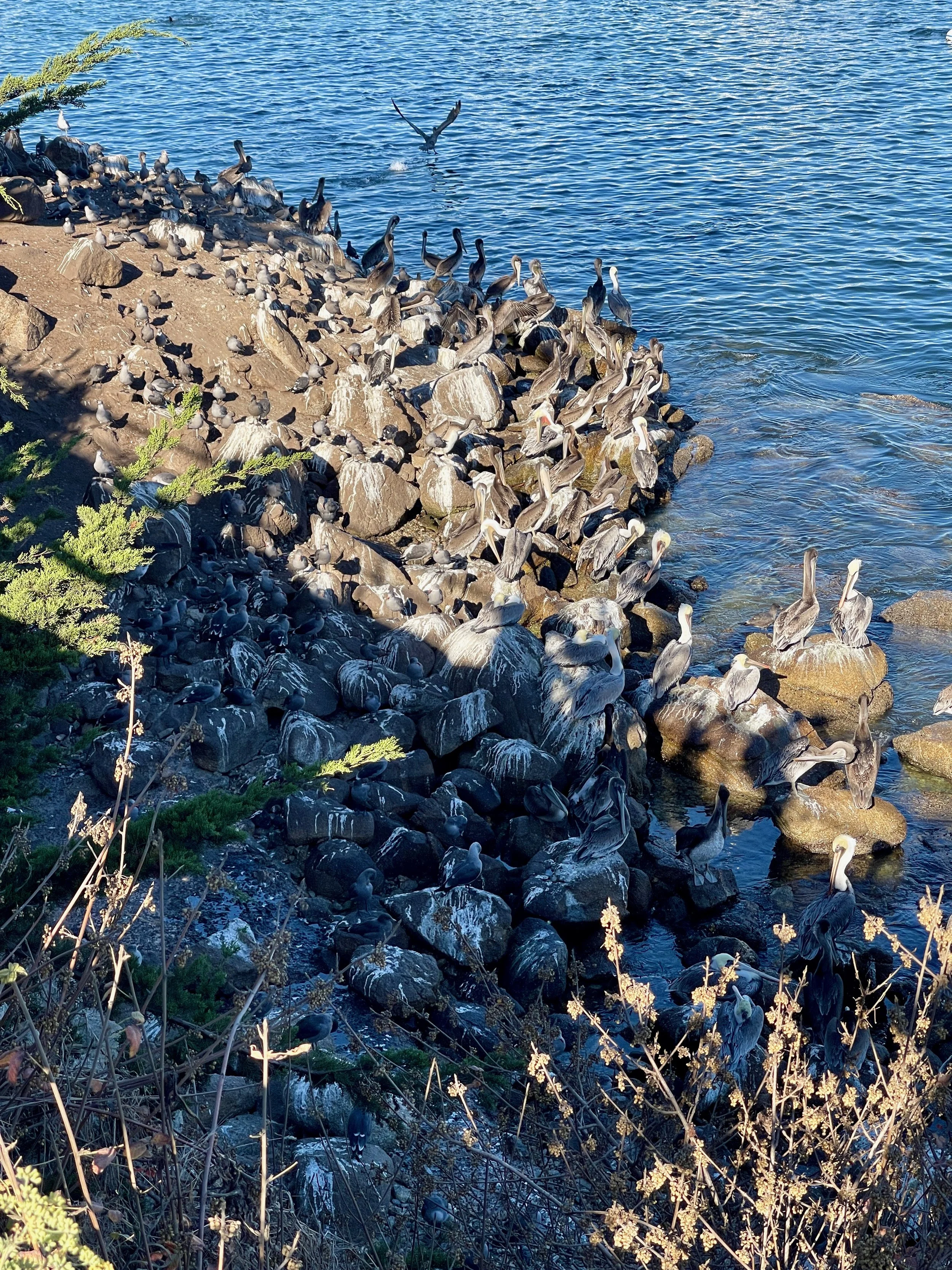 Poop on Rocks.jpeg