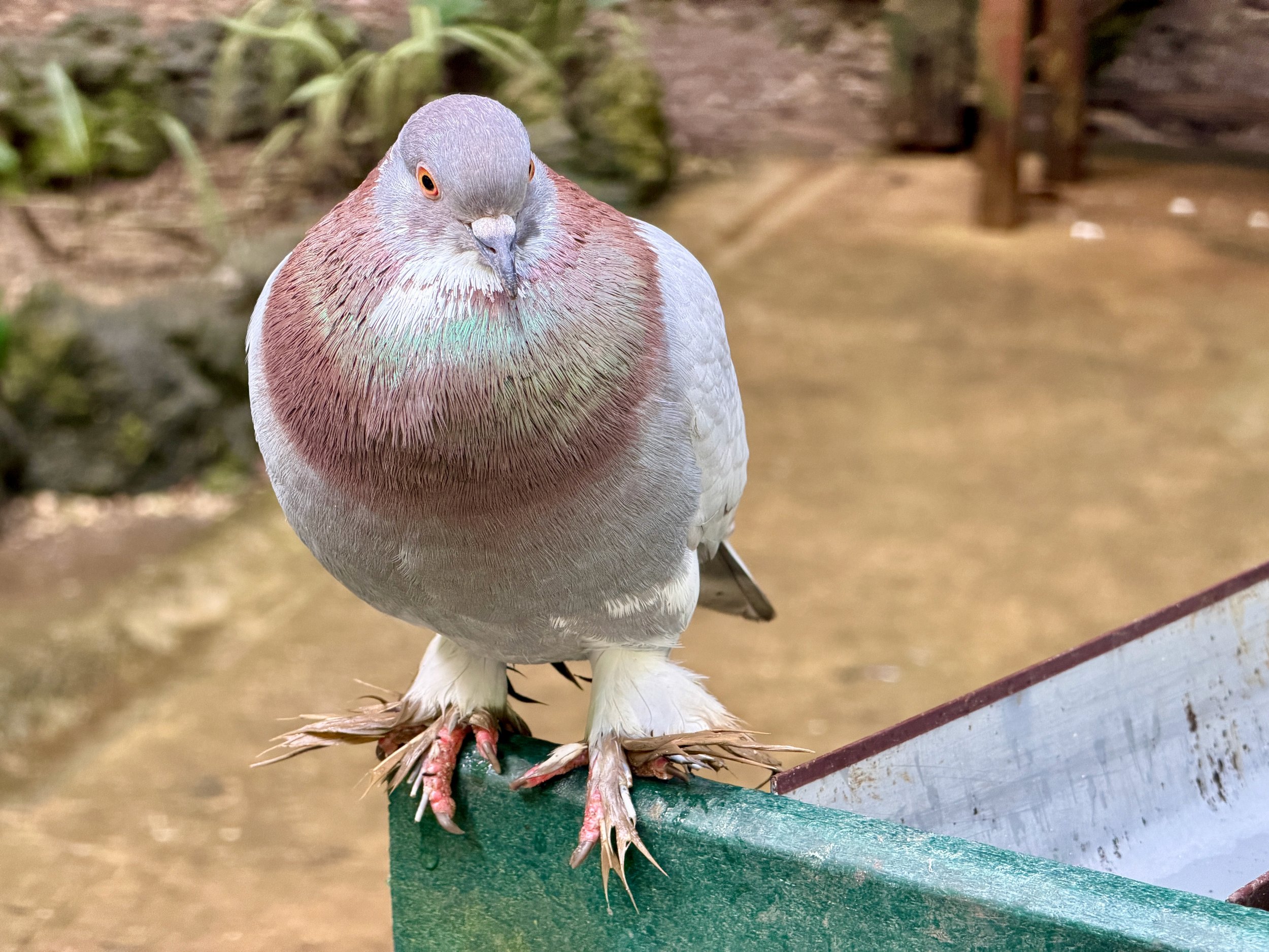 Bird Portrait.jpeg