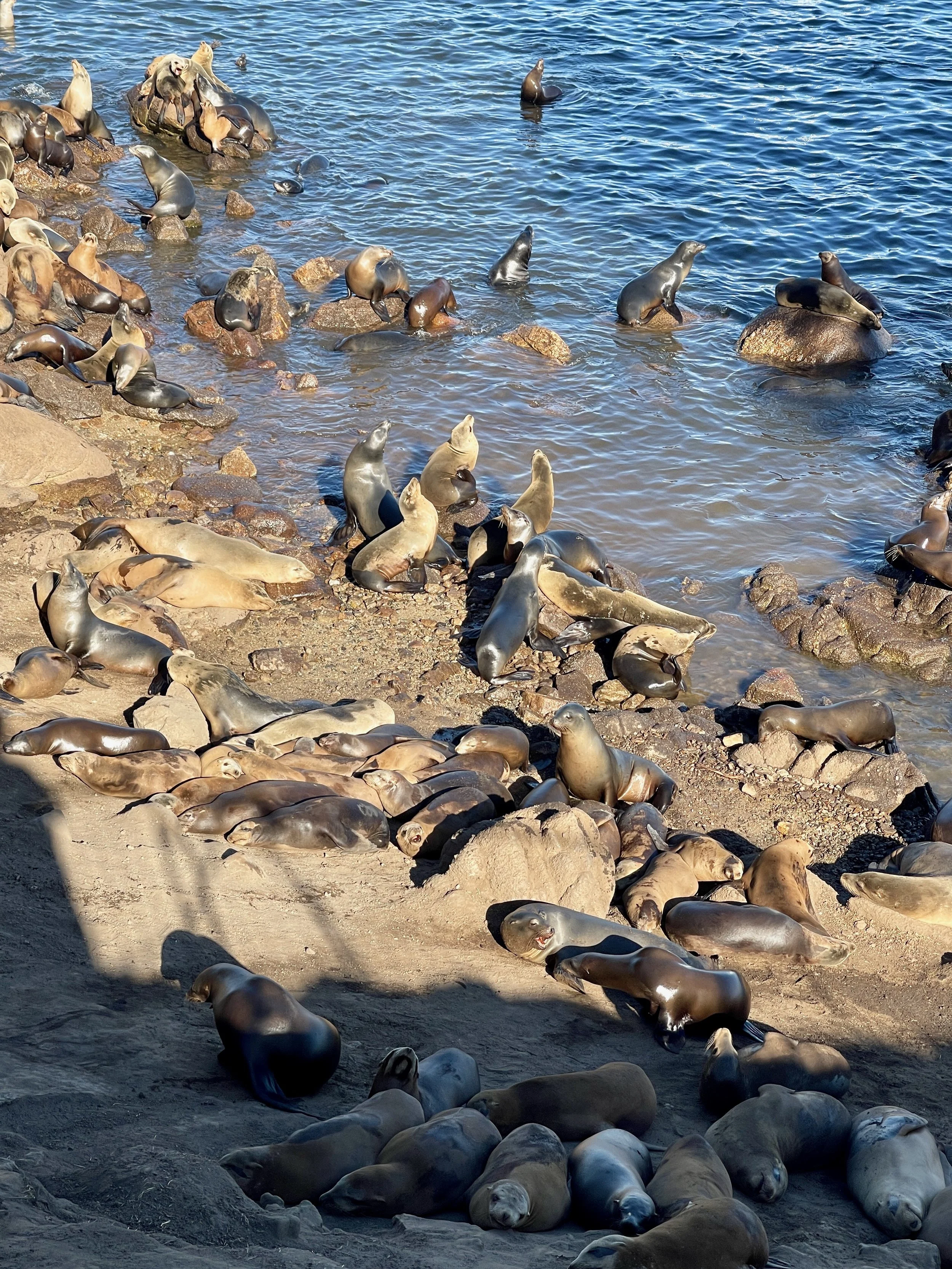 Sea Lion Vertical.jpeg