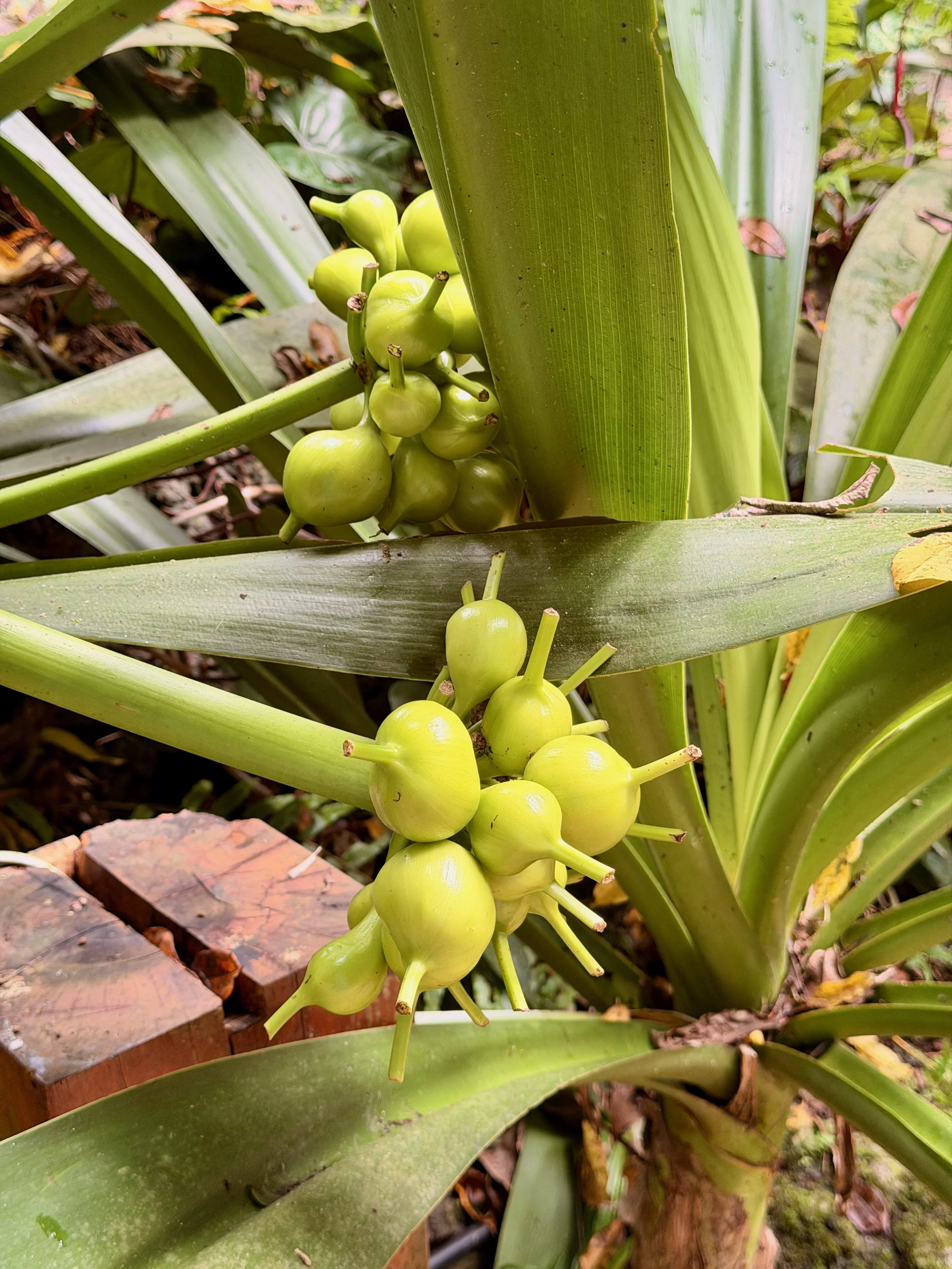 Yellow Fruit.jpeg