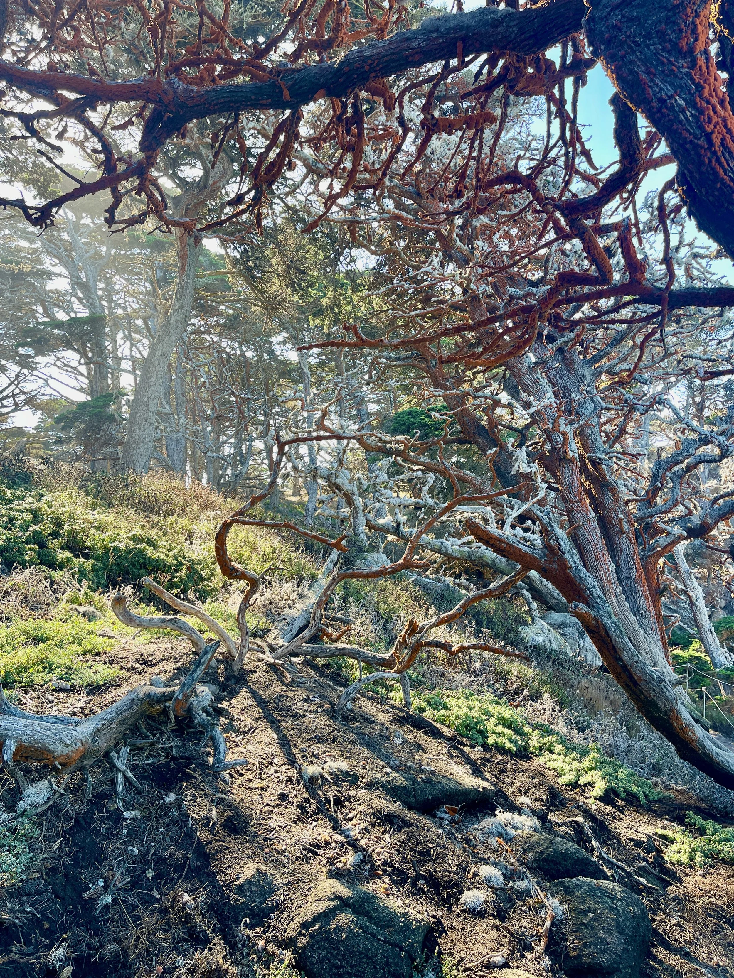 Tangled Trees.jpeg