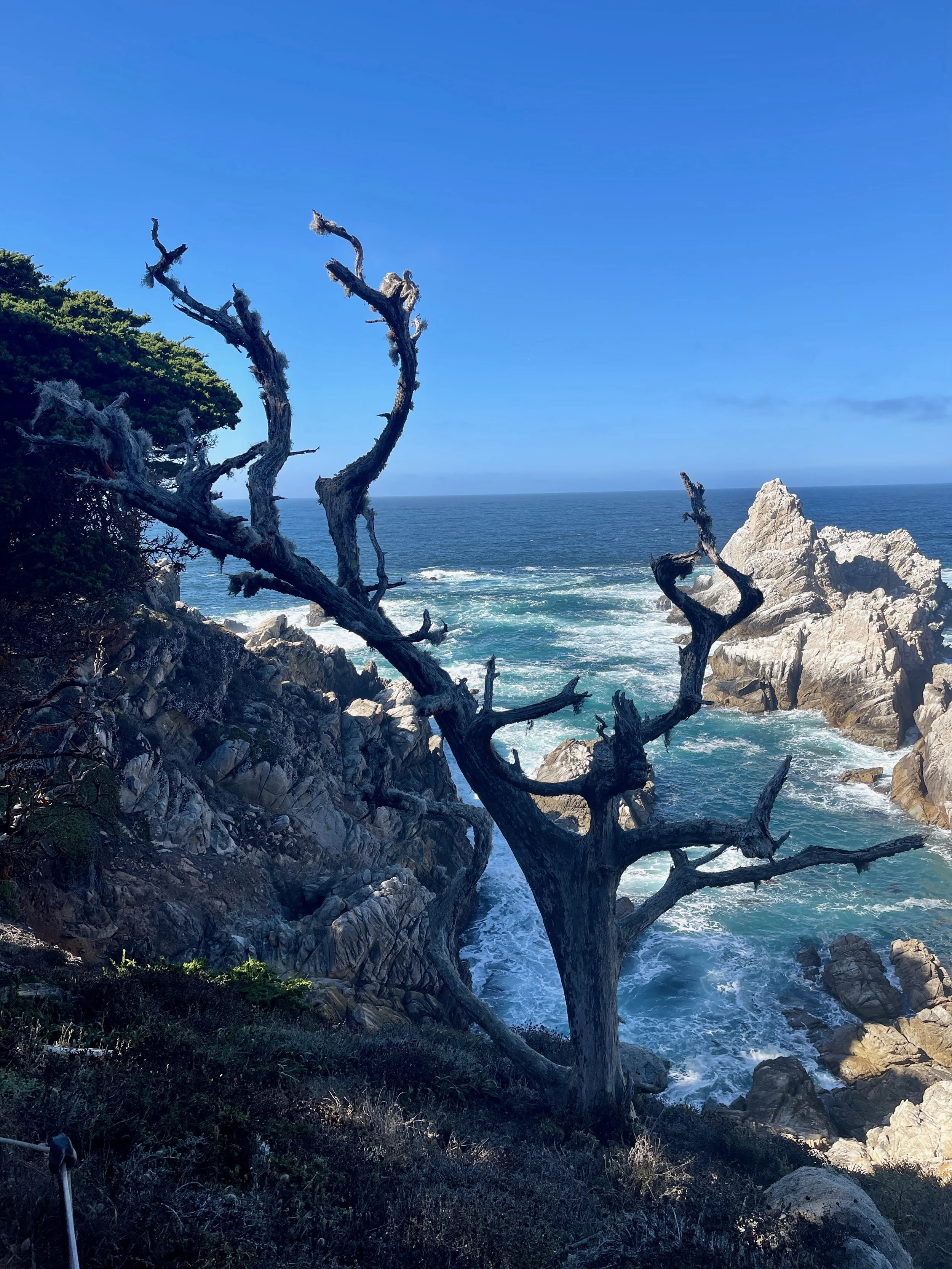 Ocean Tree.jpeg