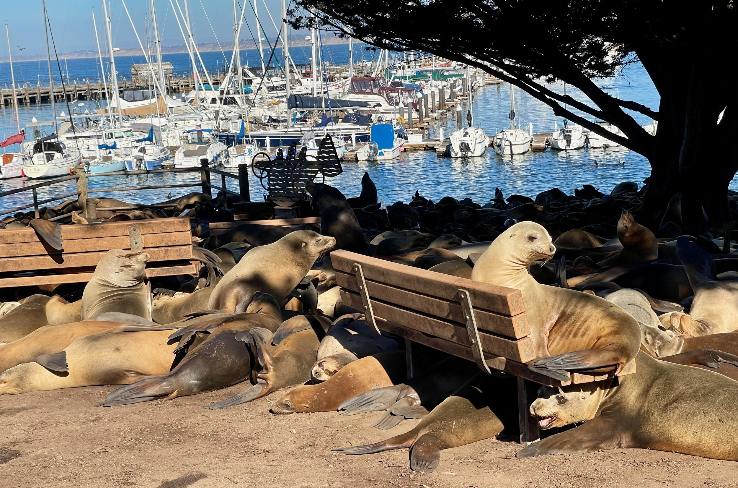 Sea Lions on Park Bench.jpeg
