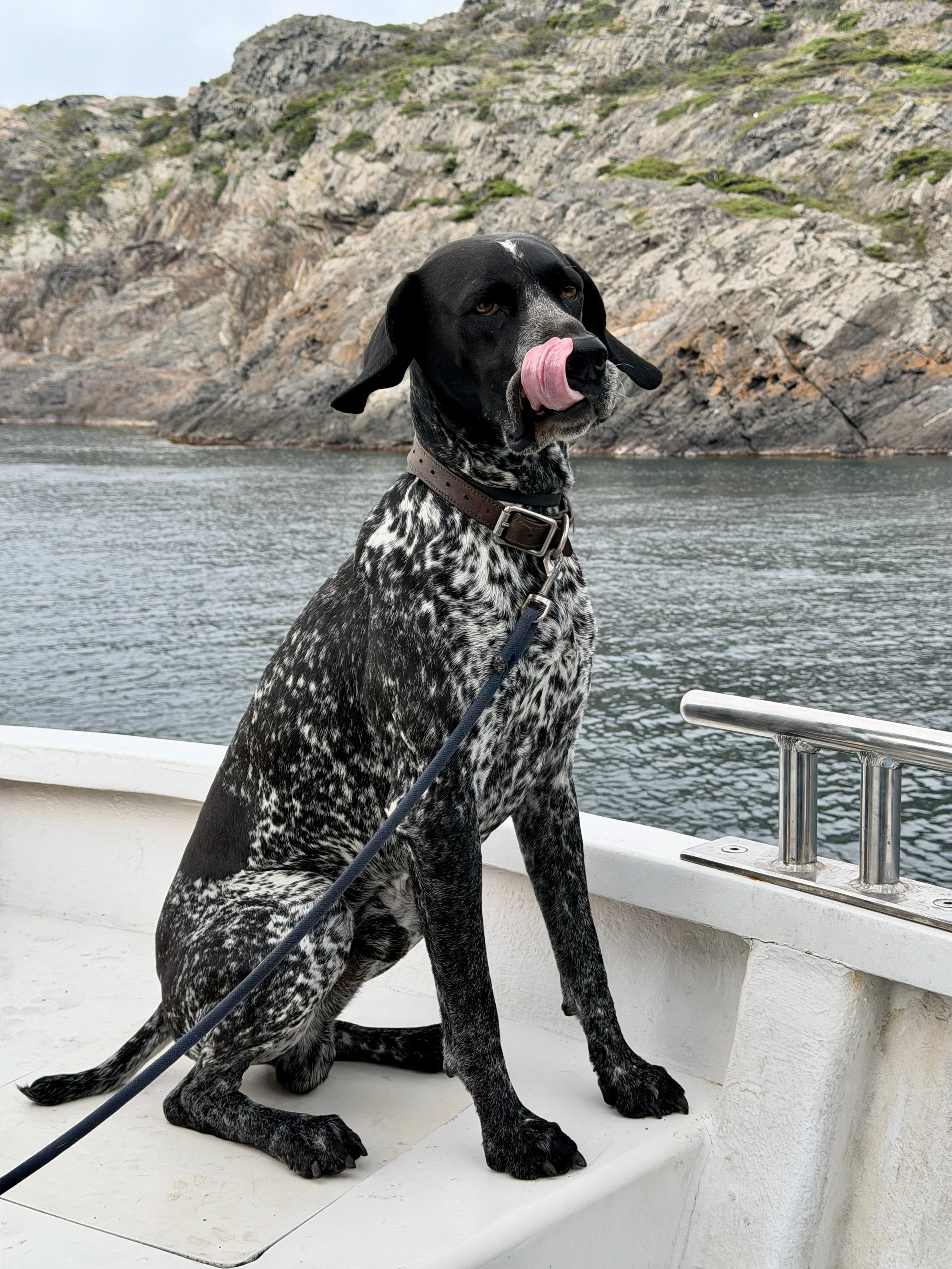Dog tongue.jpeg