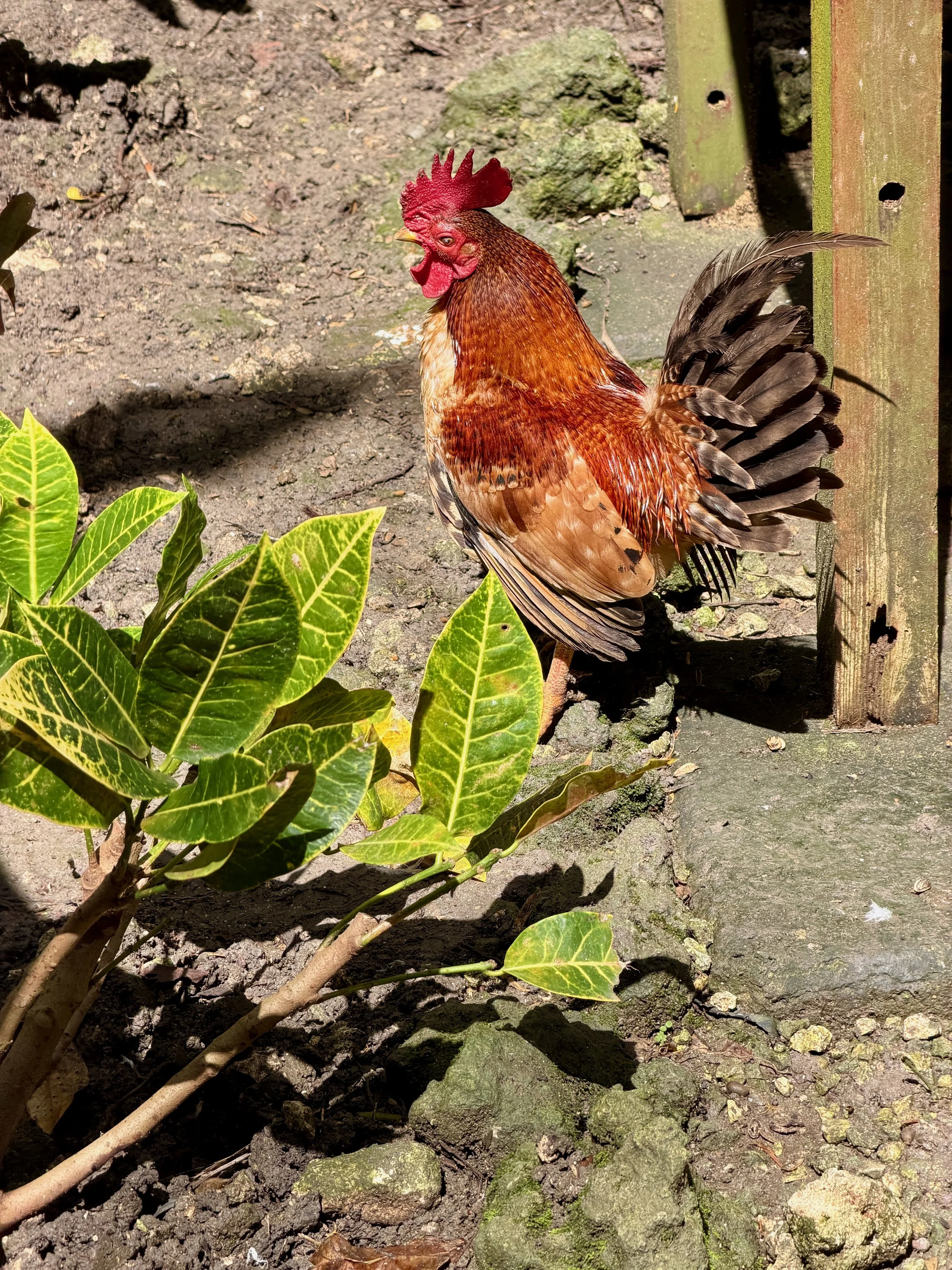 Chicken with leaves.jpeg