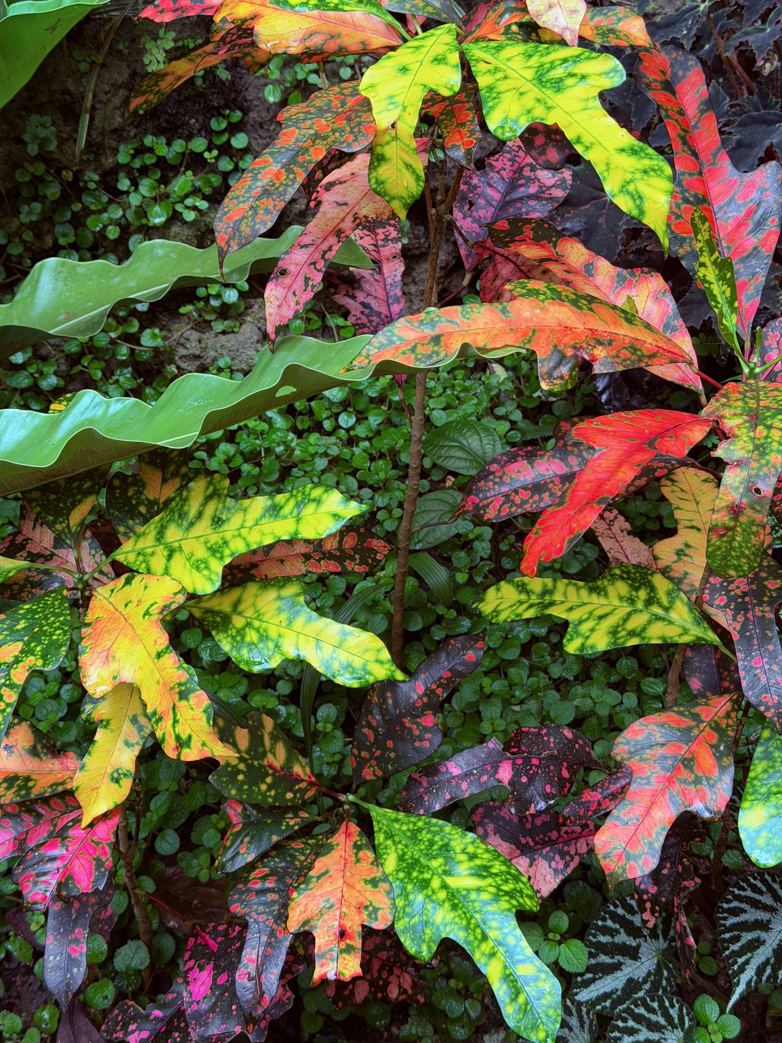 Colorful leaves.jpeg