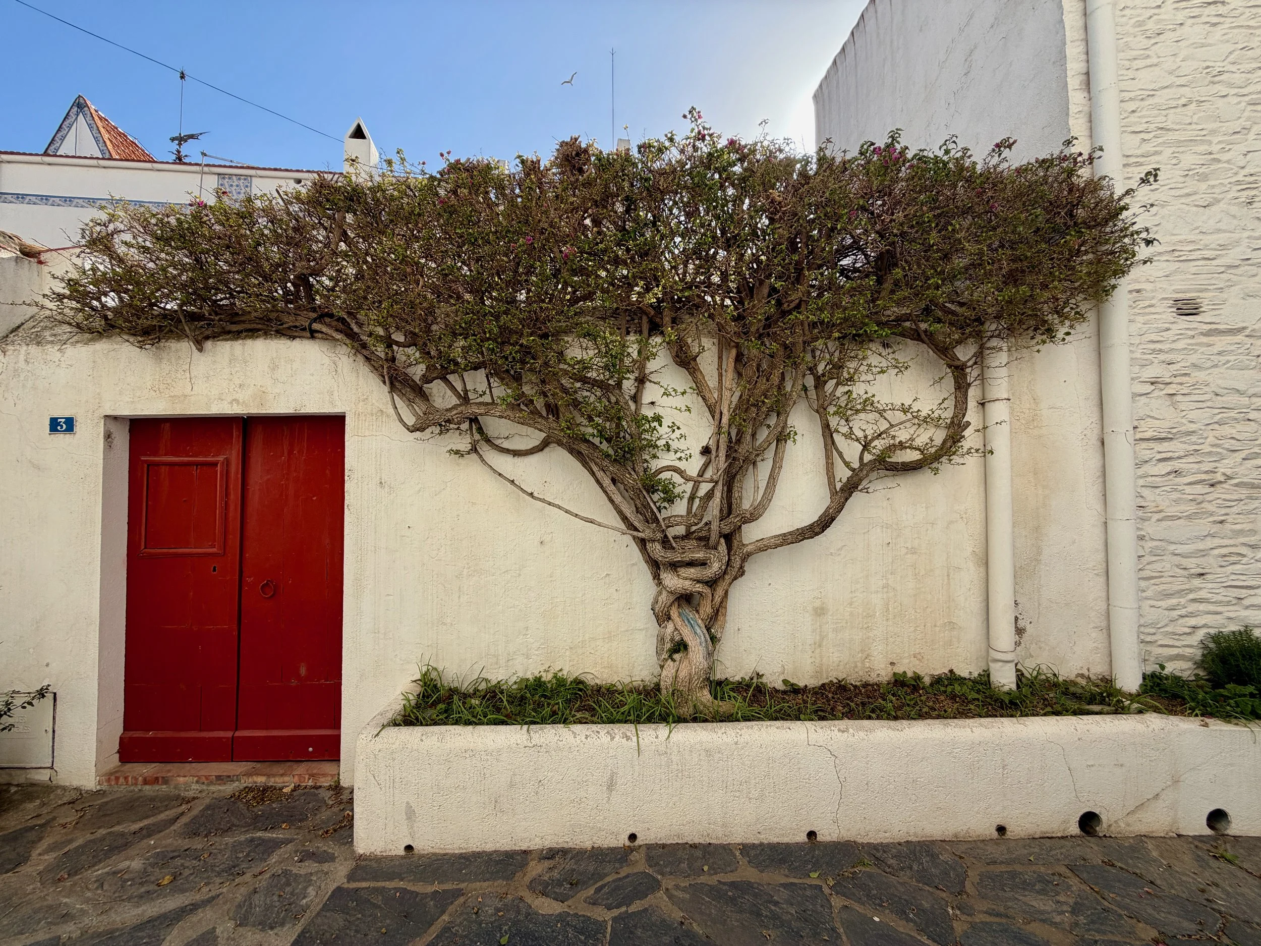 Flat Tree with Red Door.jpeg