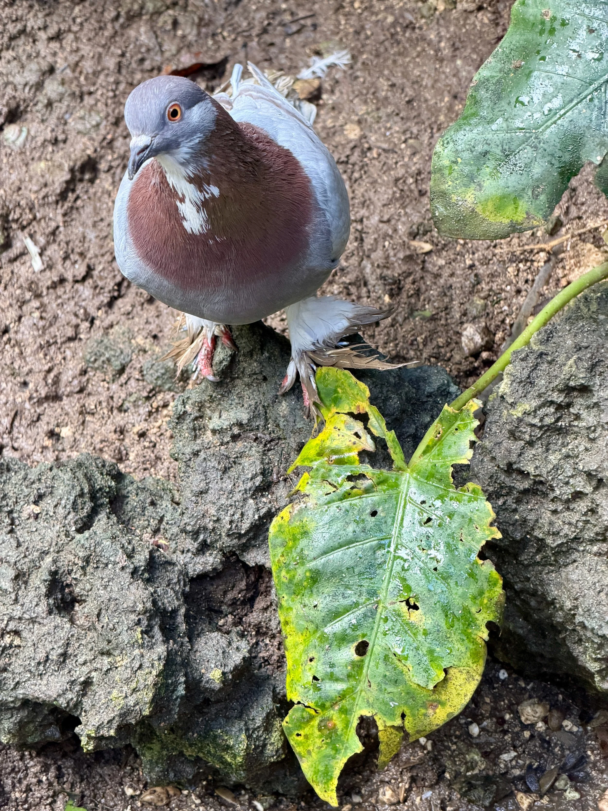 Bird with Big Leaf.jpeg