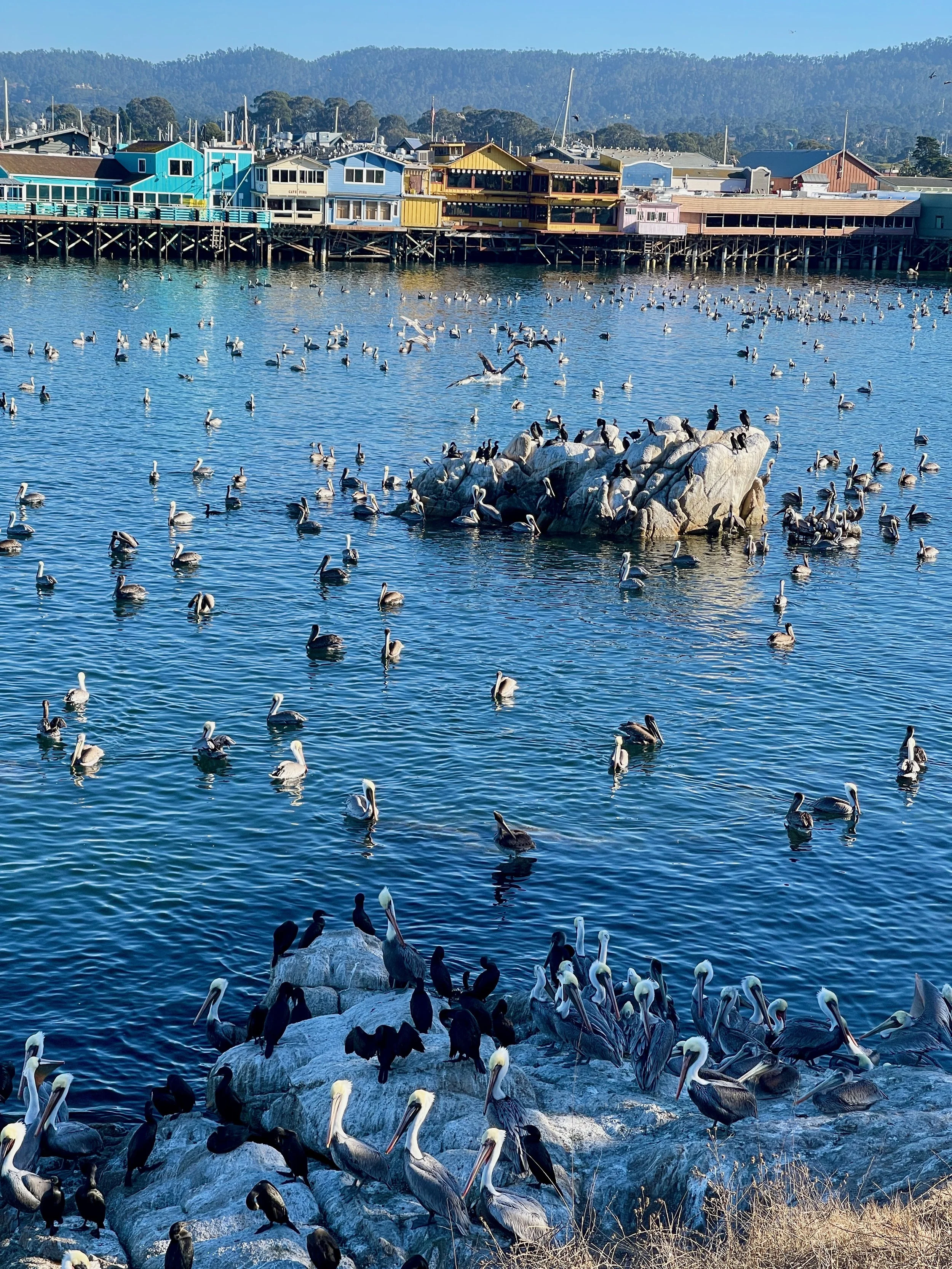 Wide Bird View with Houses.jpeg