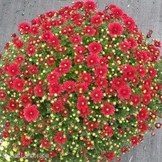 11" mums (FALL 2026)