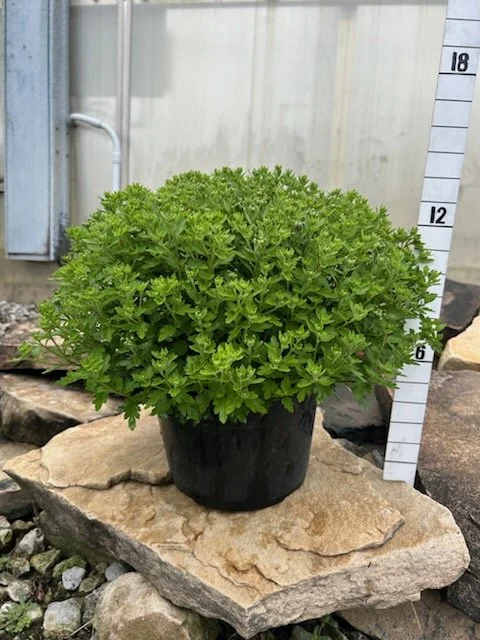 9" mums (FALL 2026)