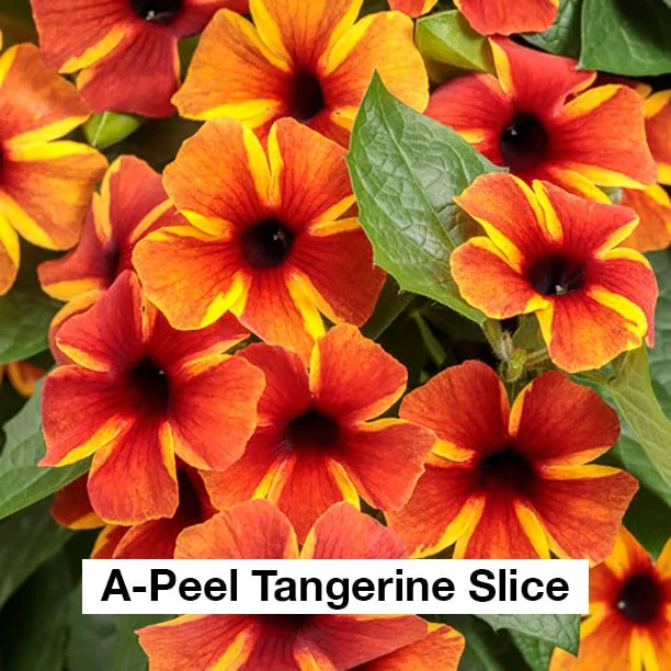 Black-Eyed Susan Hanging Basket