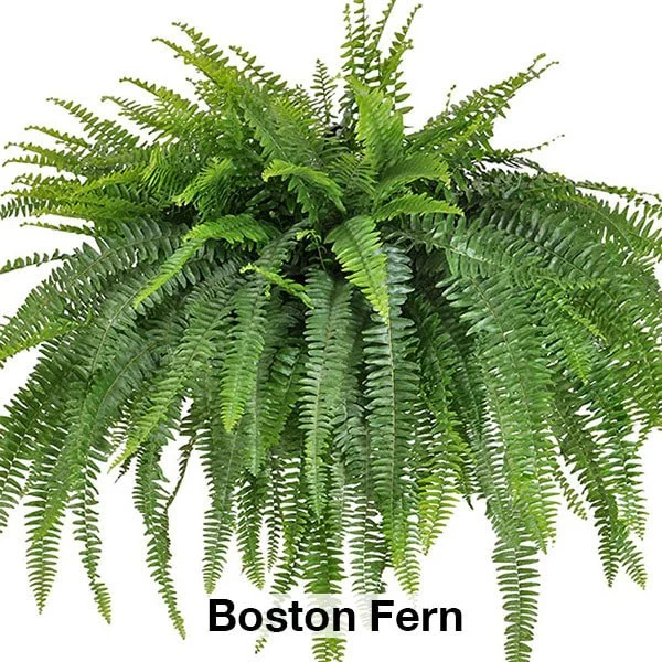Fern Hanging Basket