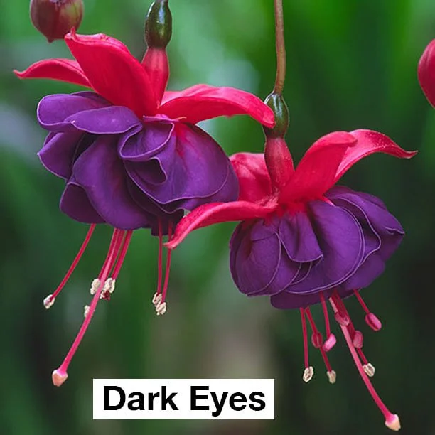 Fuchsia Hanging Basket