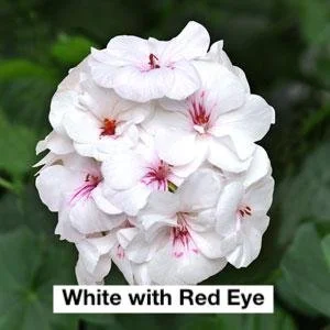 Ivy Geranium Hanging Basket