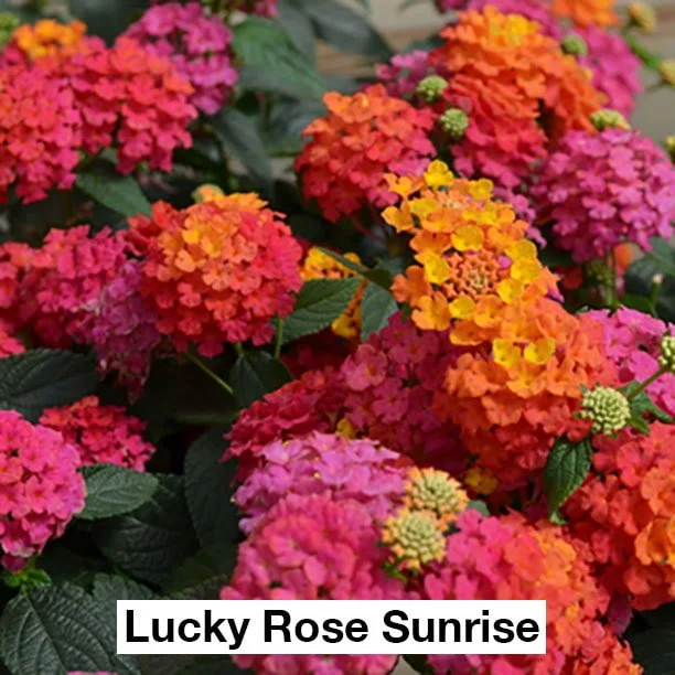 Lantana Hanging Basket