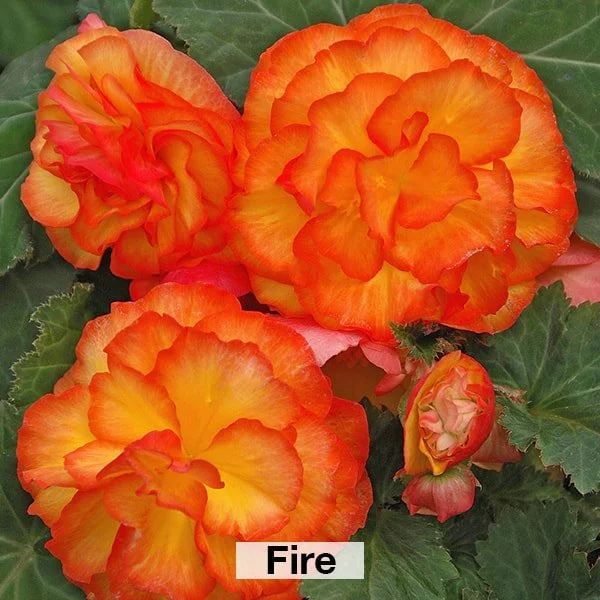 Begonias - Non Stop 4.5" Pot