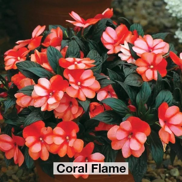 Impatiens - New Guinea 4.5" Pots