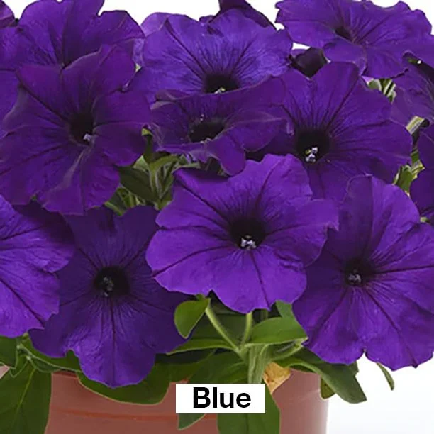 Wave Petunias 4.5" Pots