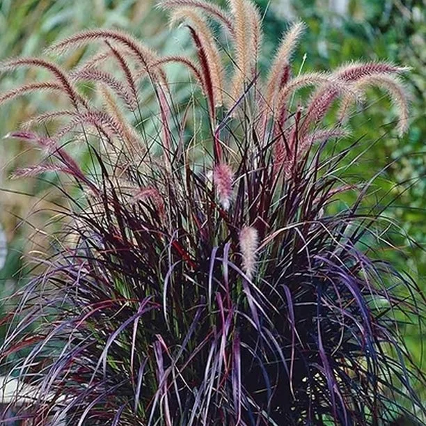 Fountain Grass - Red Rubrum - Gallon Pot