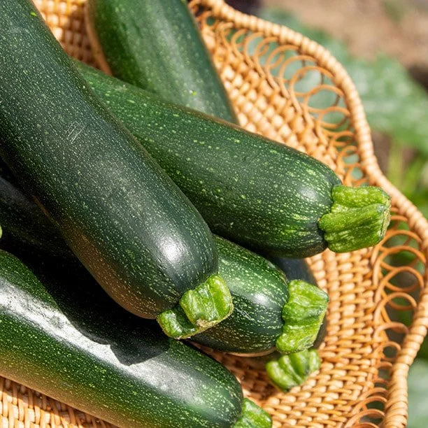 Zucchini Squash - Cell paks