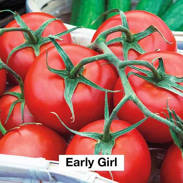 Tomatoes - Gallon Containers
