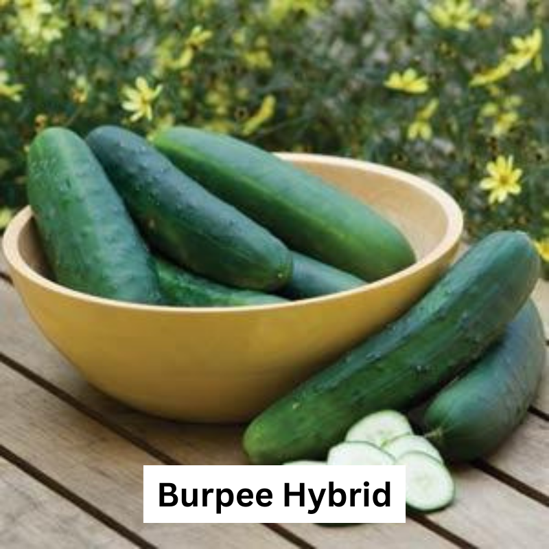 Cucumbers - Cell paks