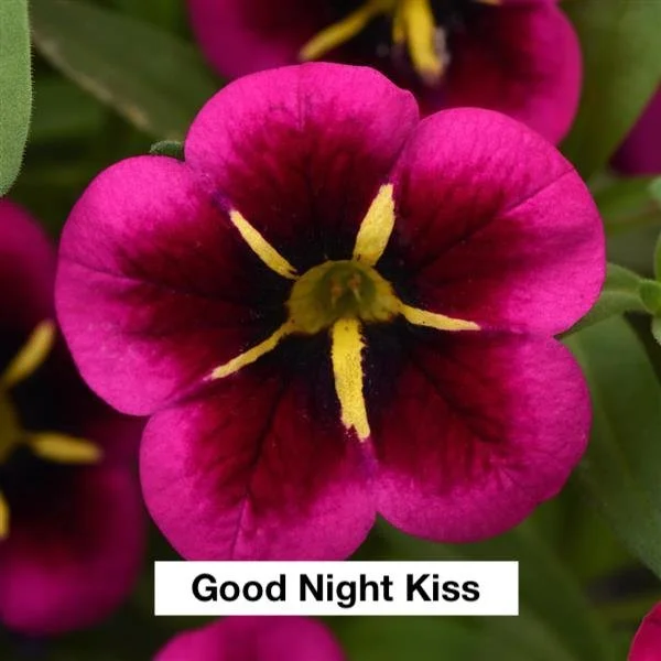 Million Bells (Calibrachoa) Hanging Basket