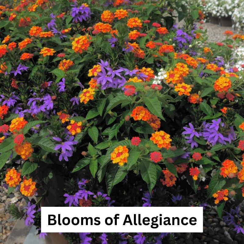 Combos (Mixmaster) Hanging Basket