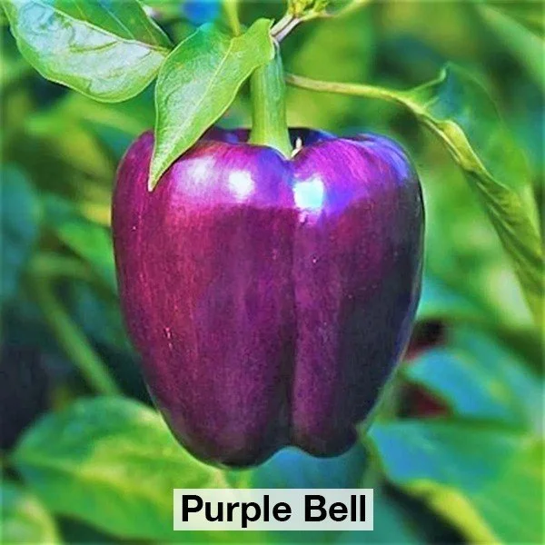 Peppers - Gallon Containers