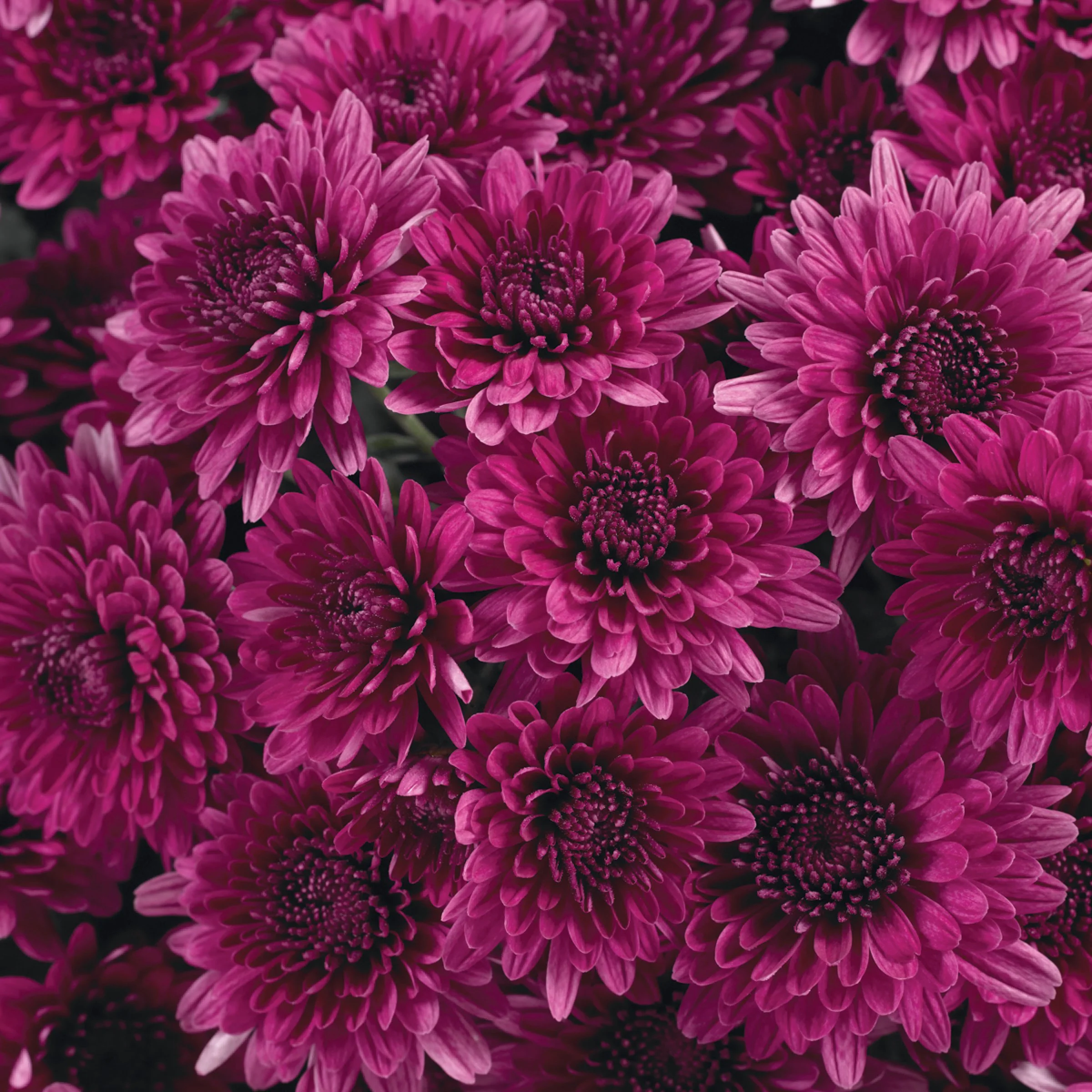 AVALON PURPLE - 8804.jpg (Copy) (Copy)