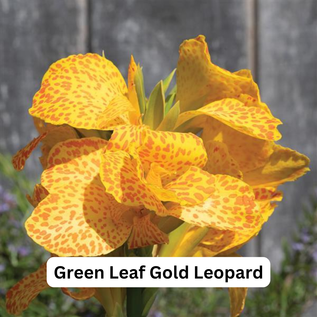 Cannas - Gallon Pots