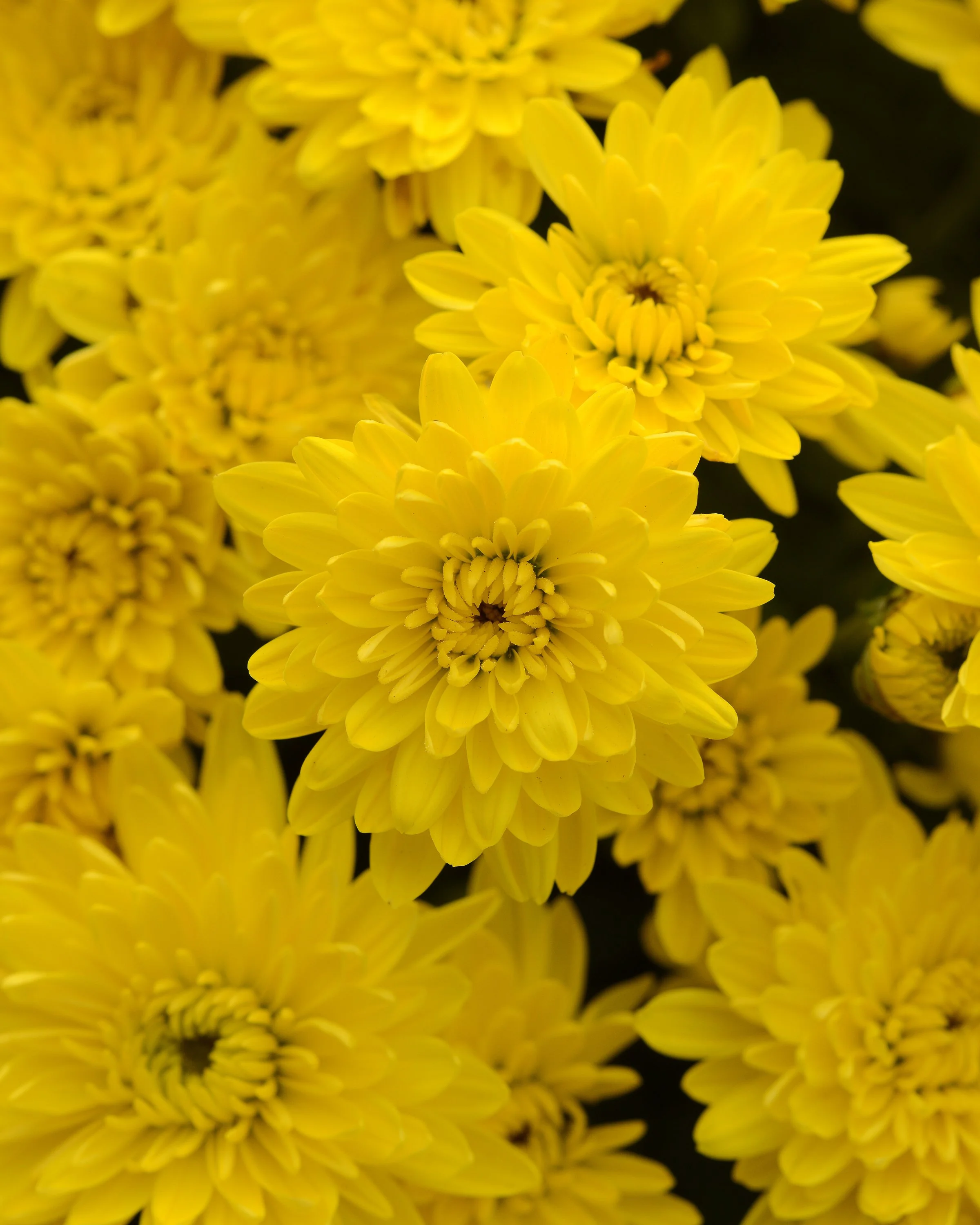 AVALON YELLOW - 8838.JPG (Copy) (Copy)