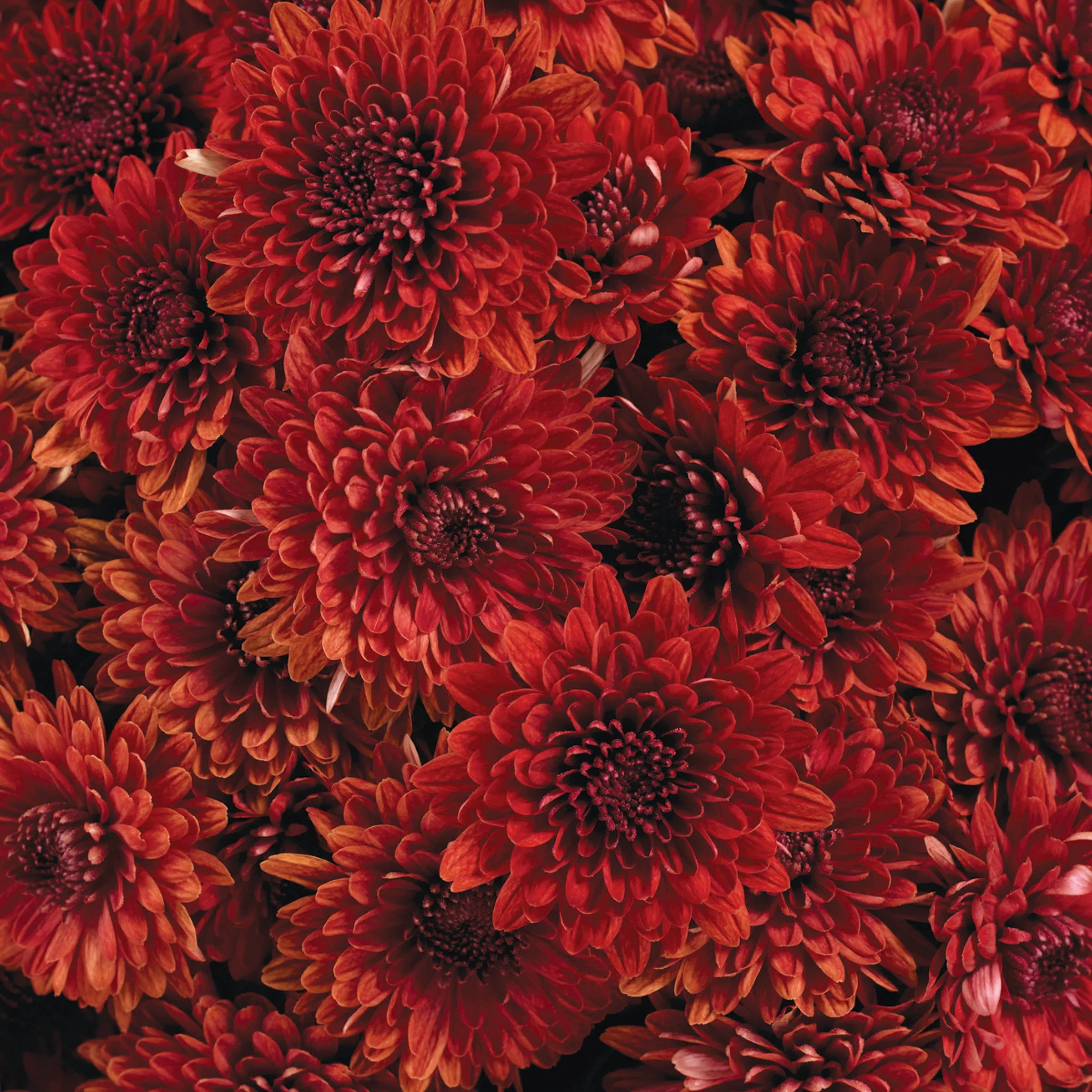 AVALON RED - 8801.jpg (Copy) (Copy)