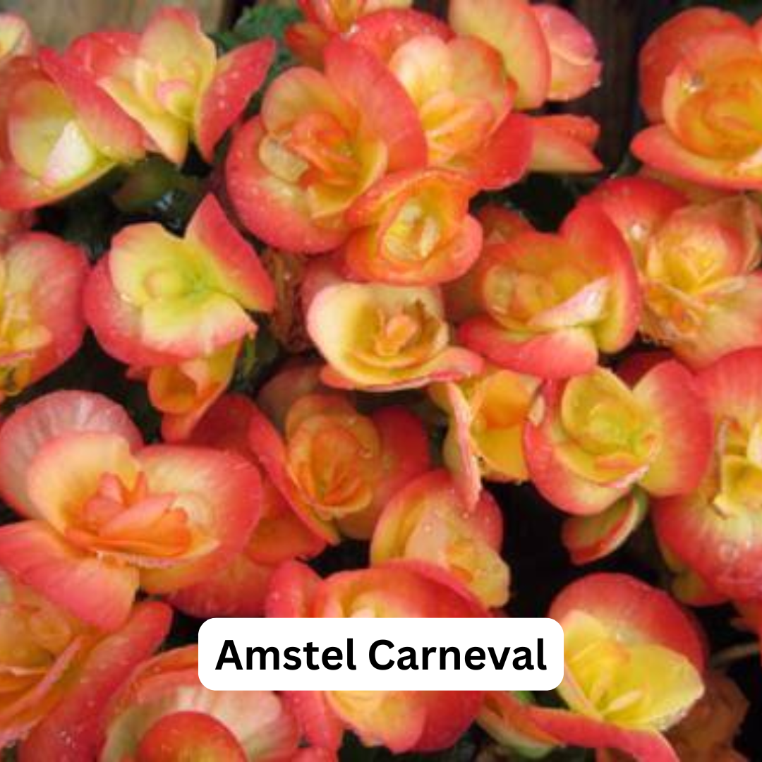 Begonia Hiemalis Hanging Basket