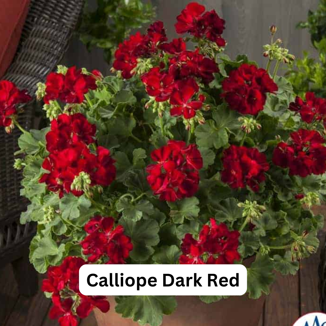 Zonal Geranium Hanging Basket