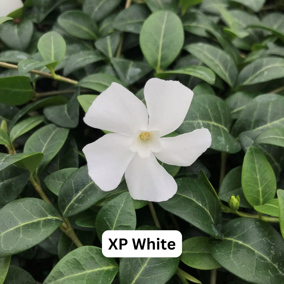 Vinca - Trailing Hanging Basket