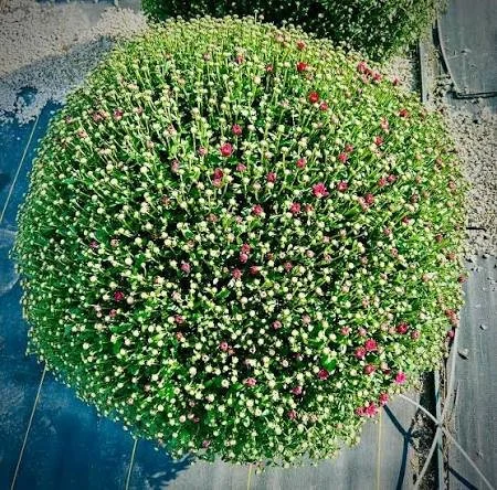 14" mums (FALL 2026)