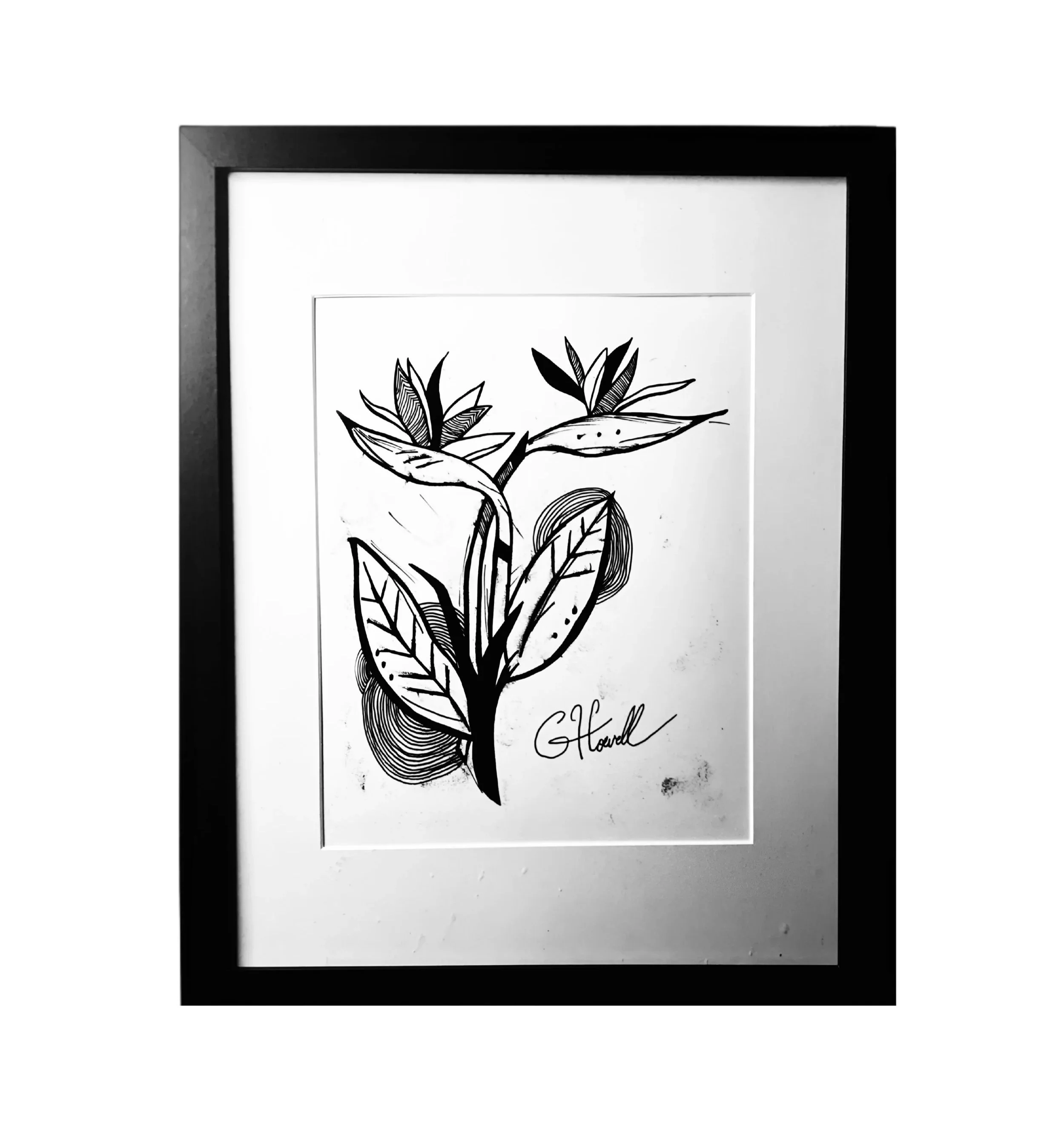 Birds of Paradise