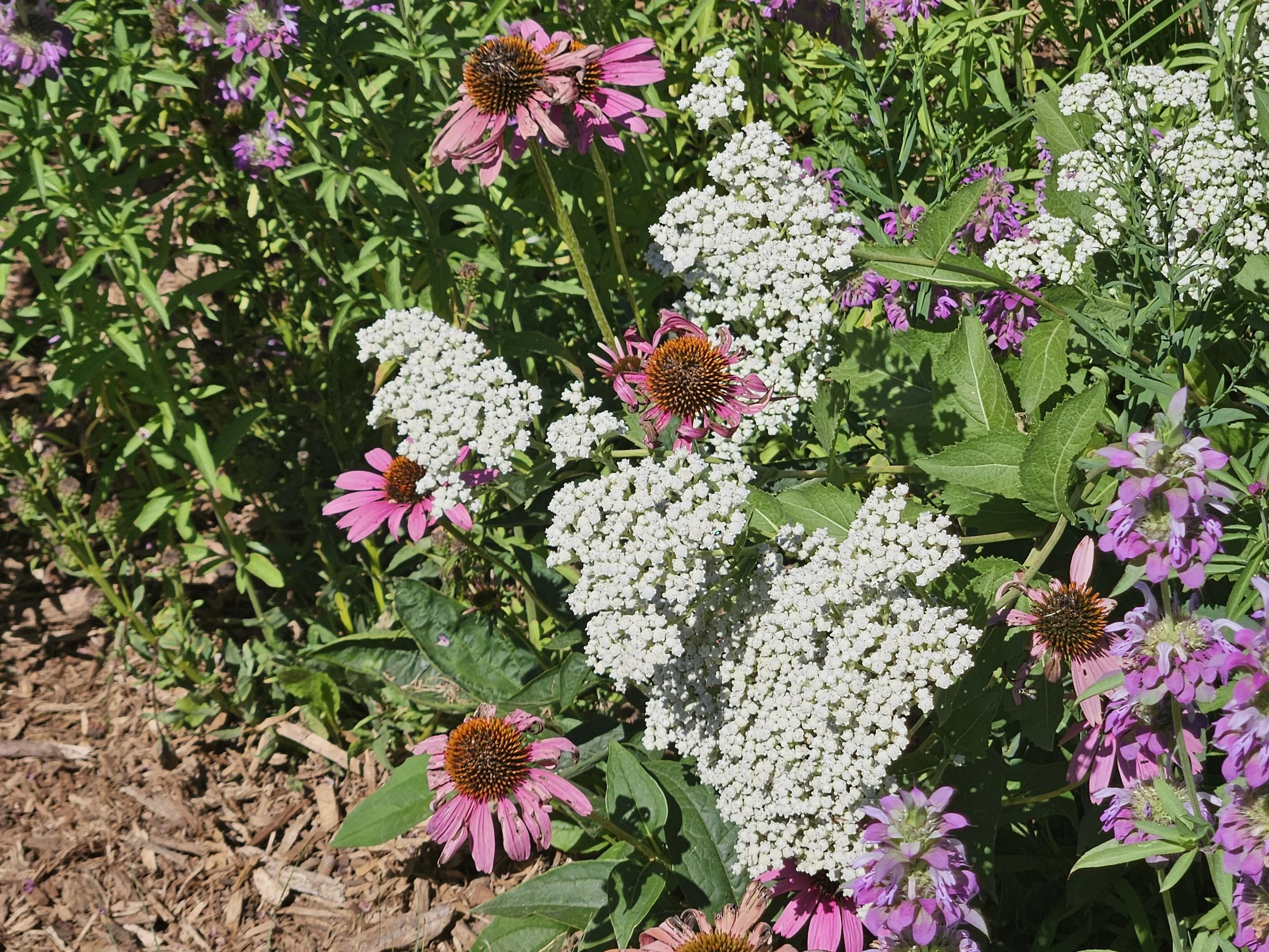 pollinator flowers